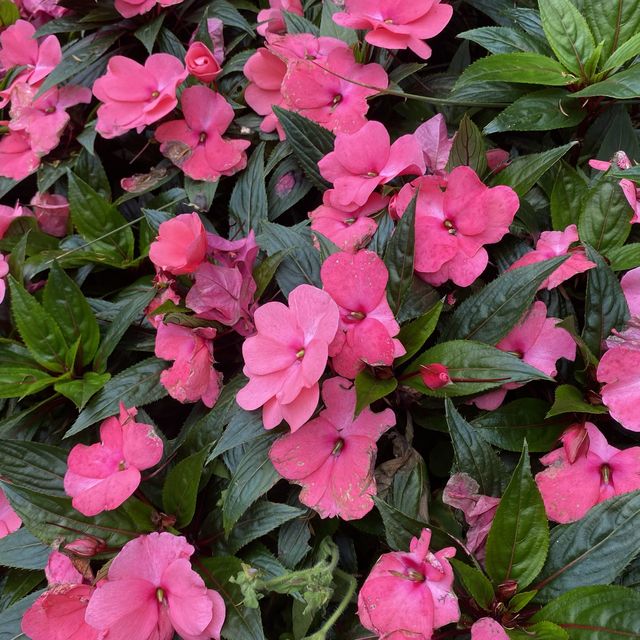 蓮花山公園賞花🌺🪷🌷💐