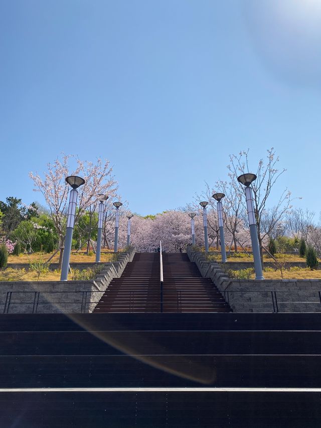 대구에서 제일 예뻤던 돌계단 🌸🪜 