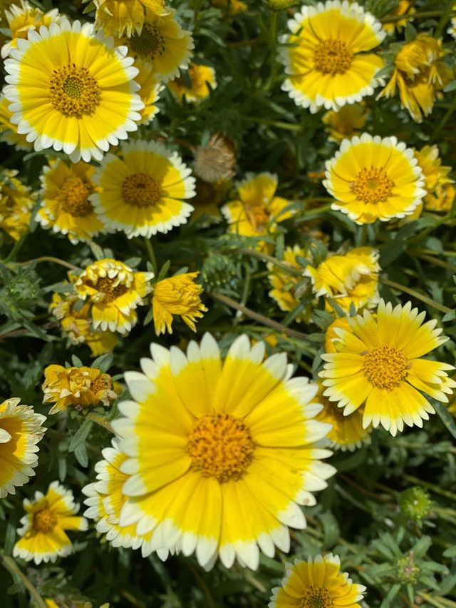 Flowers everywhere 😏
