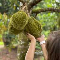 ตะลุยกินทุเรียนหน้าสวน จ. พังงา