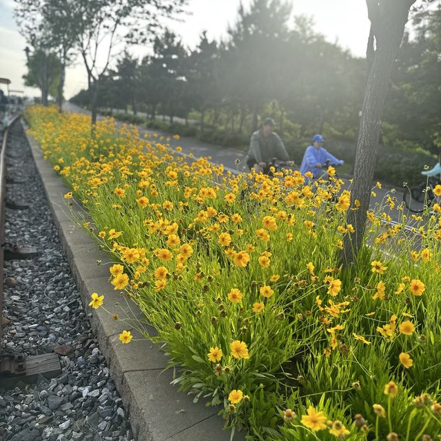 영종도에서 낭만을! 영종도씨사이드 레일바이크🚲