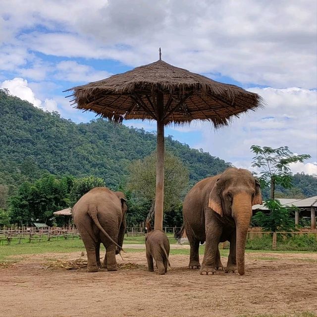 Elephant Nature Park ศูนย์อภิบาลช้าง 🐘