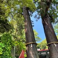 【大分観光】別府パワースポット🌳