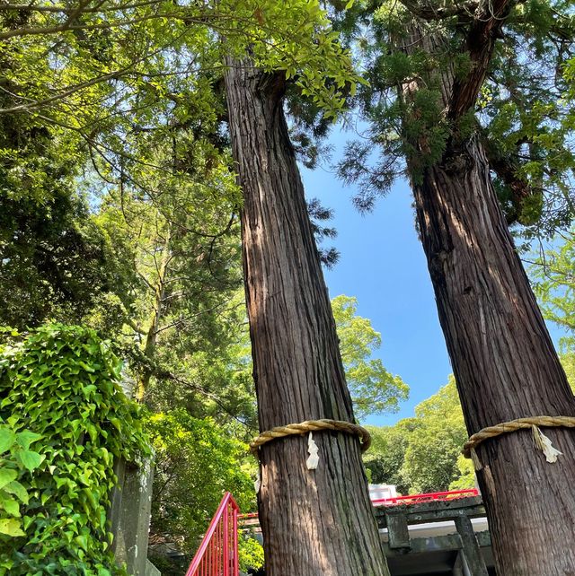 【大分観光】別府パワースポット🌳