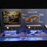 オオサンショウウオを堪能できる　京都水族館