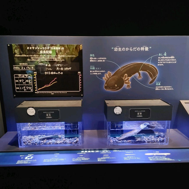 オオサンショウウオを堪能できる　京都水族館