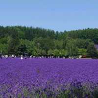 北海道富良野薰衣草園。打卡必去景點