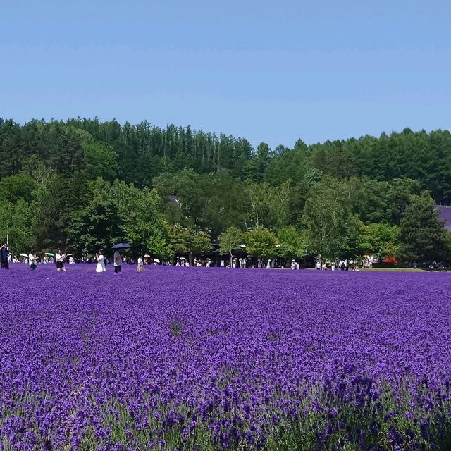北海道富良野薰衣草園。打卡必去景點