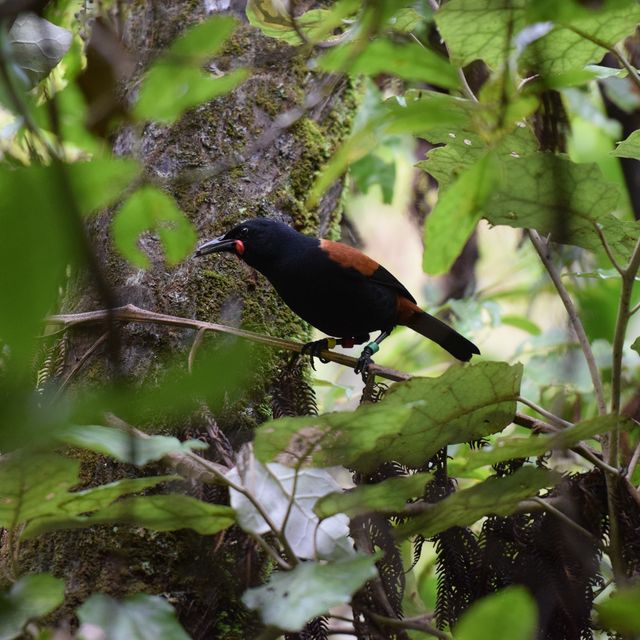 自然保護区ZEALANDIA