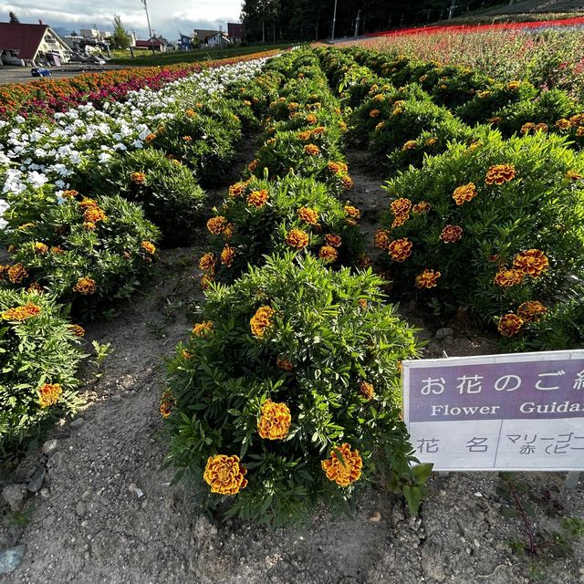 Sightseeing in sakiwai field