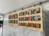 東京・北区。バラの季節には多くの品種の花が咲き誇るそうです『旧古河庭園』