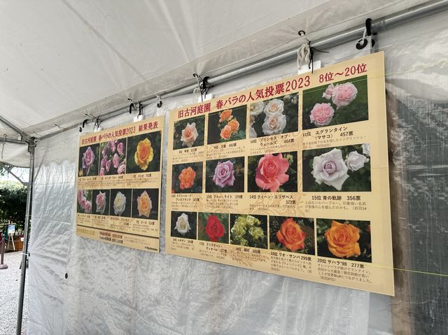 東京・北区。バラの季節には多くの品種の花が咲き誇るそうです『旧古河庭園』