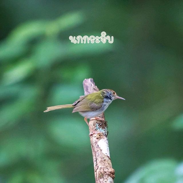 ลานกางเต็นท์ อุทยานแห่งชาติแก่งกระจาน จ.เพชรบุรี