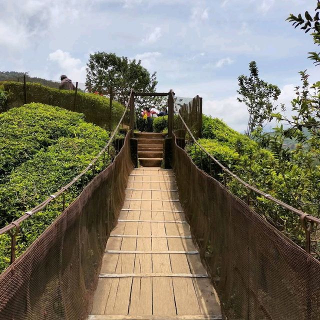 Must Visit Place in Munnar 