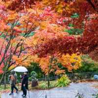 Beautiful autumn leaves wet with rain