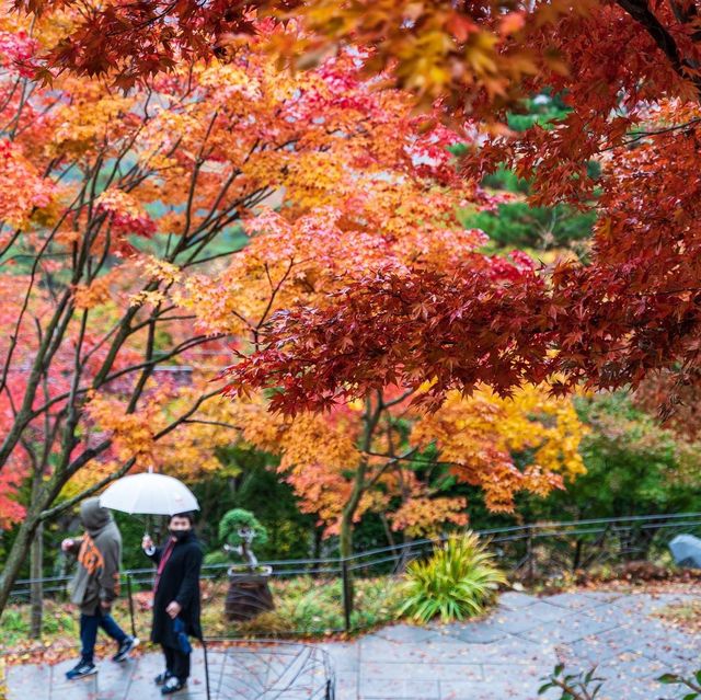 Beautiful autumn leaves wet with rain