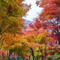 Beautiful autumn leaves wet with rain