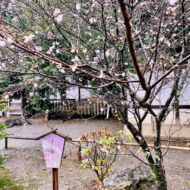 【京都府】桜の名所　平野神社