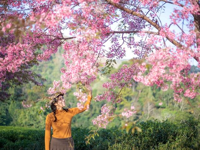 หนาวนี้...ไร่ชา 2000 ดอยอ่างขาง