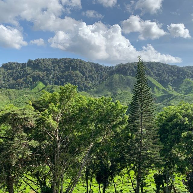 Wintry landscape in Malaysia