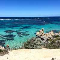 羅特尼斯島Rottnest Island｜伯斯推薦必玩景點！