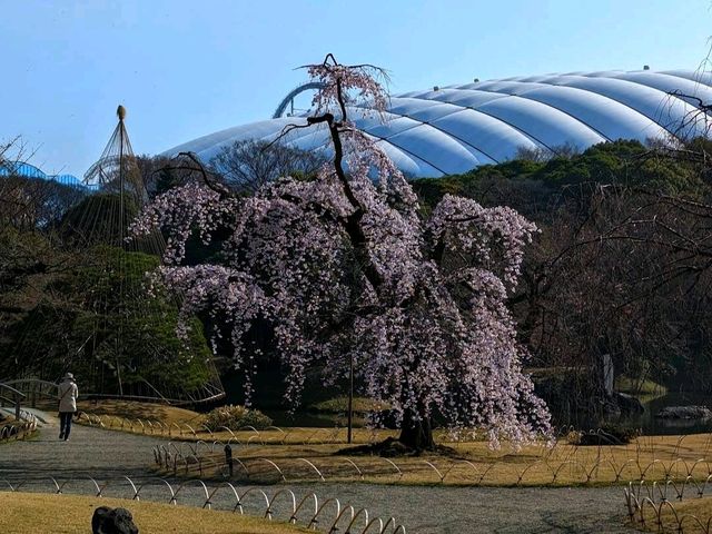 Pink Sakura in Koishikawa Korakuen Garden