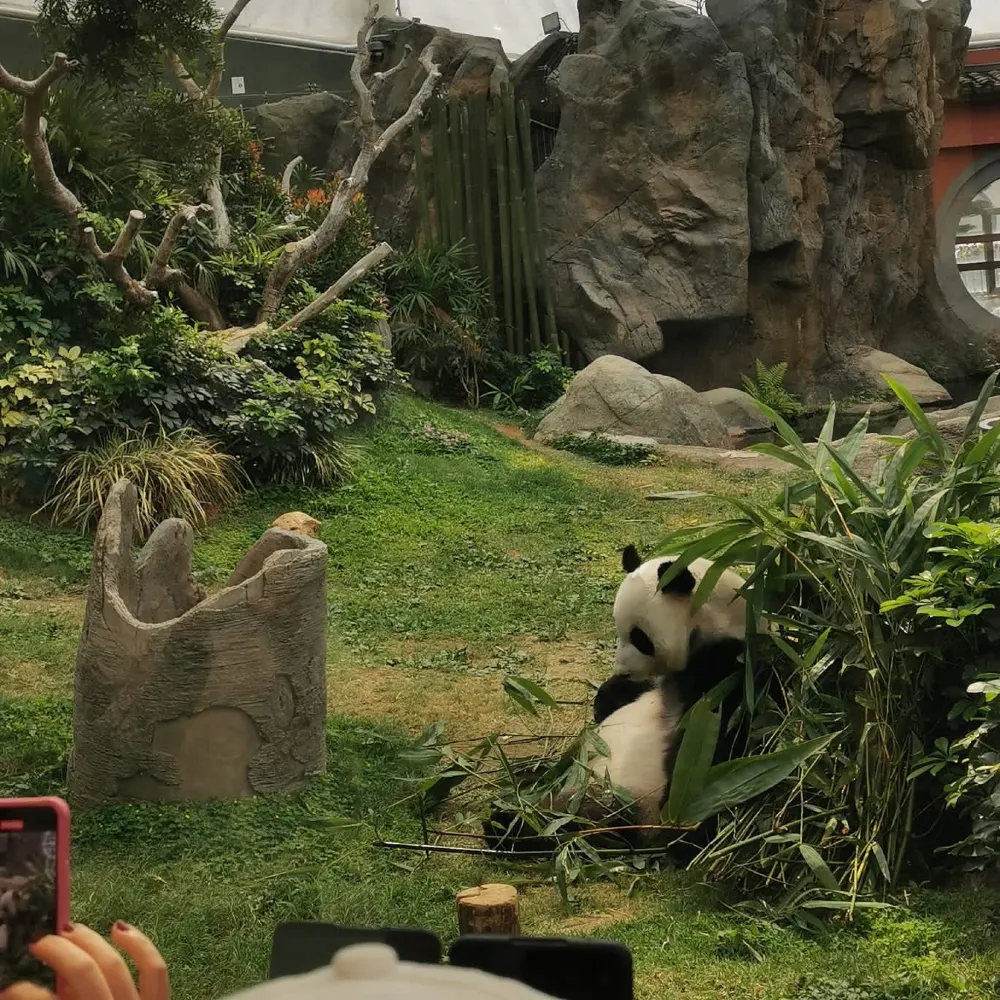 海洋公園探熊貓
