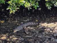 The Mysterious Mangrove 
