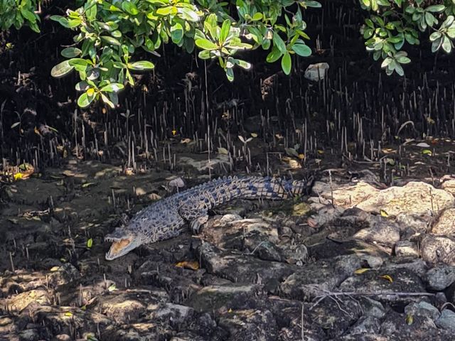 The Mysterious Mangrove 