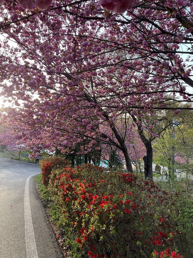 겹벚꽃명소 충남 서산 문수사🌸💕