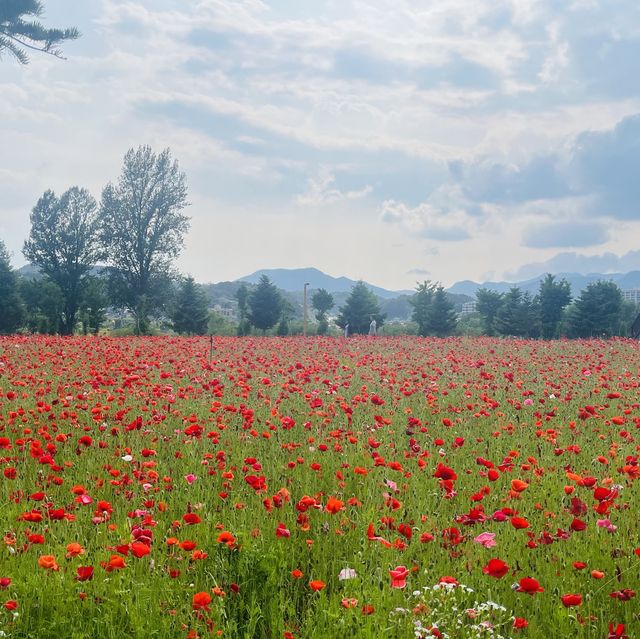 Jarasom , Gyenggi du , South Korea