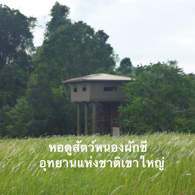 ไปเขาใหญ่แวะหอดูสัตว์หนองผักชีได้นะ