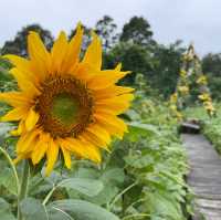 Angkor's Blooming Haven: Nature's Delight