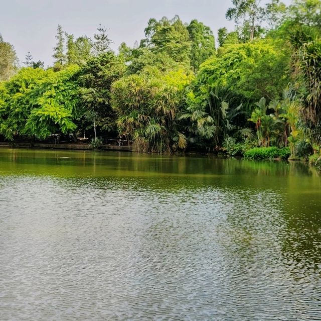 Beauty of Singapore Botanical Gardens