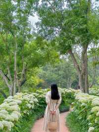 진주 월아산 숲속의 숨은 수국 스팟🍃💜🩵