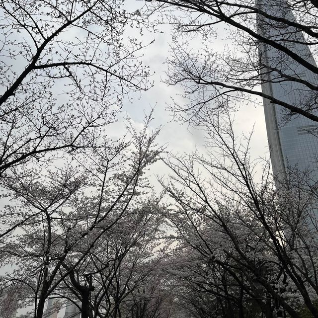 석촌호수 벚꽃🌸