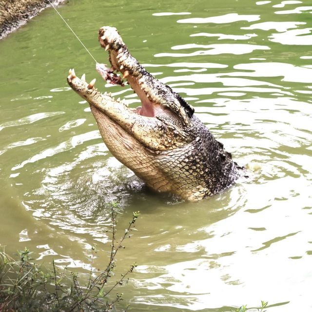 楊氏鱷魚場～挑戰刺激冒險！🐊🌴🔥