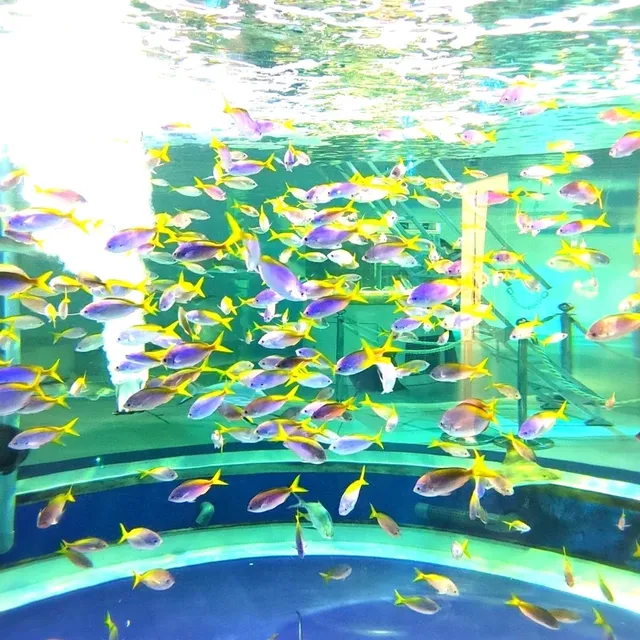 美術館のような水族館　神戸アトア（átoa）