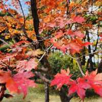 Beautiful Autumn in Nami Island 🍁