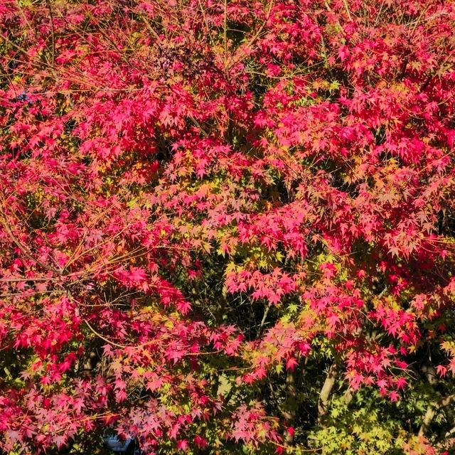 Fushoushan Farm