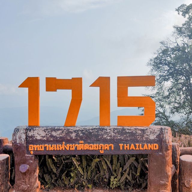 หนาวนี้ ชมพญาเสือโคร่งบาน ที่ จุดชมวิว 1715 น่านไง