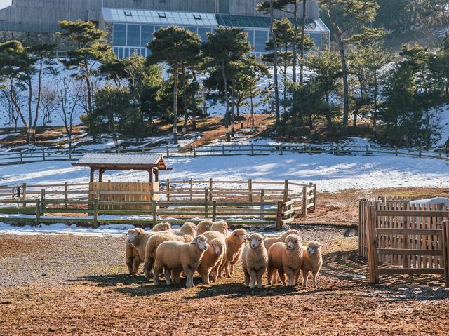 고창 아이와 다녀오기 좋은 상하농원