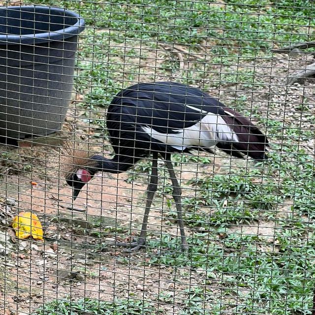 KL bird Park2 