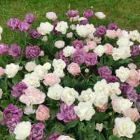 botanica garden lasi romania