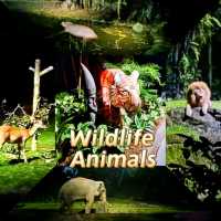 Discover Wildlife Animals at Night Safari 