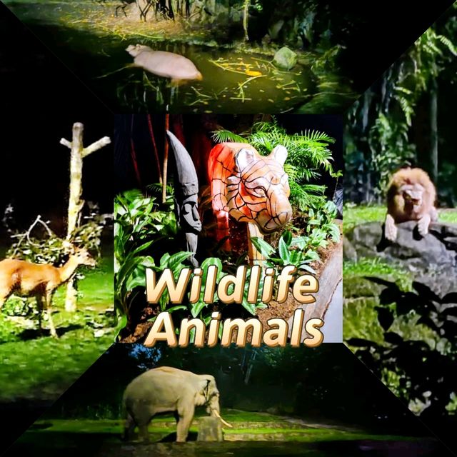 Discover Wildlife Animals at Night Safari 