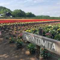 Beutiful Flowers & More At Farm Tomita 