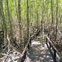 วนอุทยานปราณบุรี แหล่งเรียนรู้ป่าชายเลน