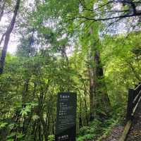 桃園景點｜拉拉山神木群步道