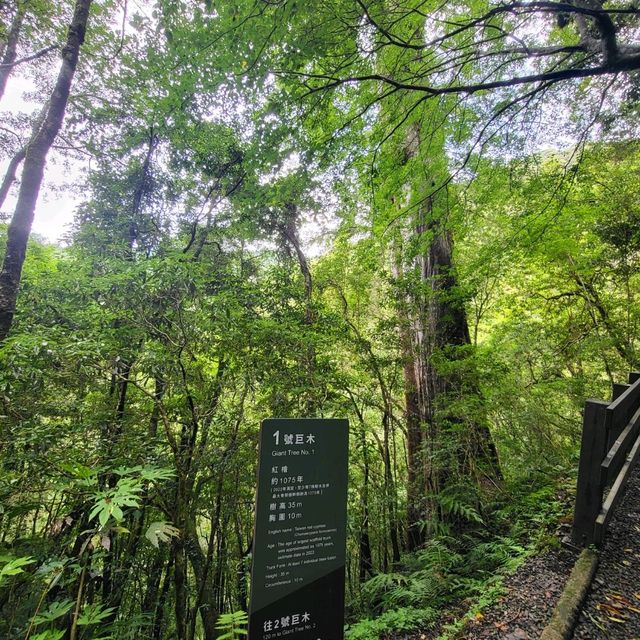 桃園景點｜拉拉山神木群步道